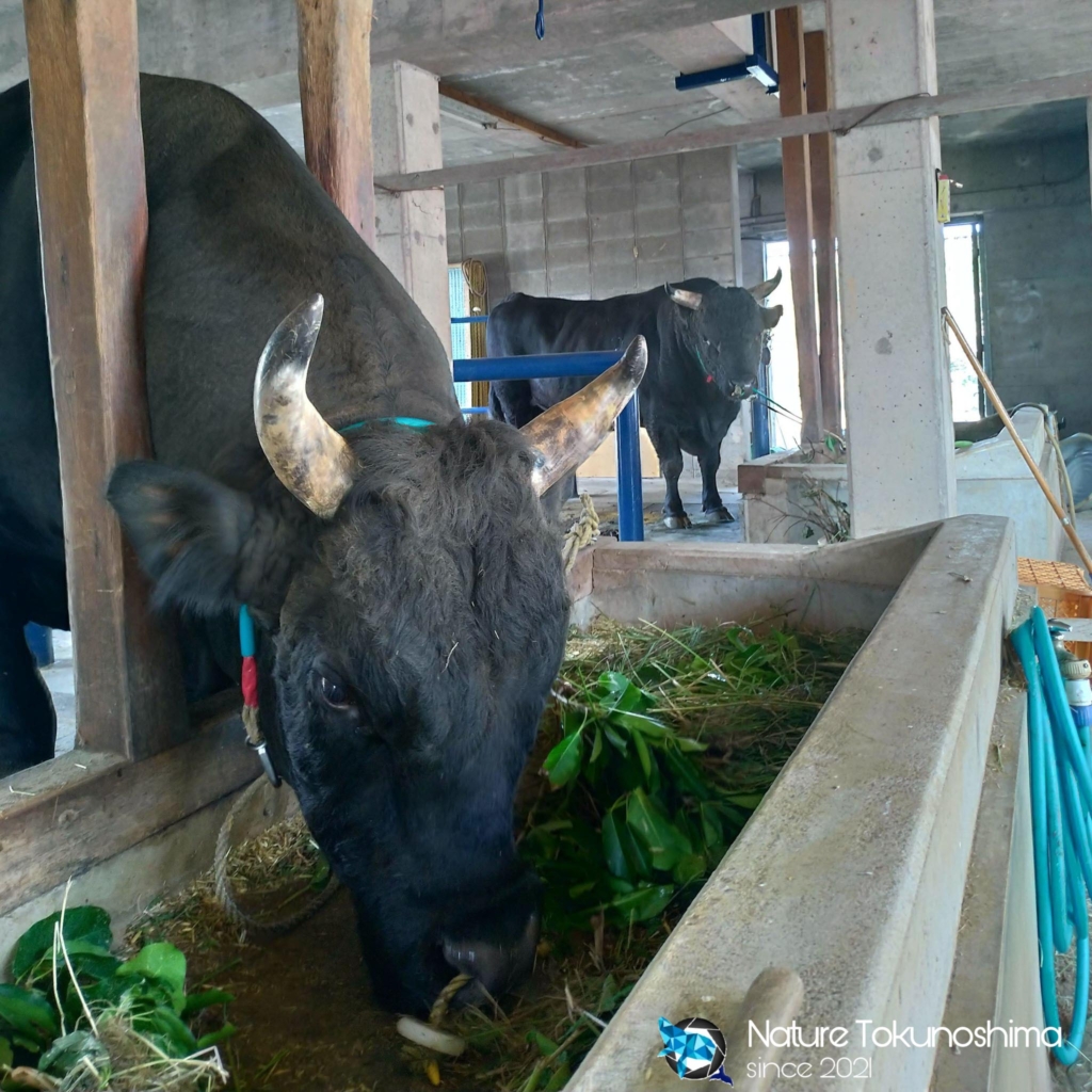 徳之島で闘牛に会える場所 試合 闘牛散歩 オブジェまで網羅 なちゃれブログ